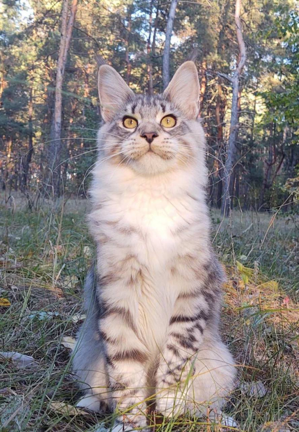 Alismarry female