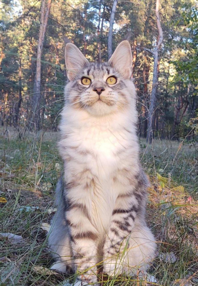 Alismarry female